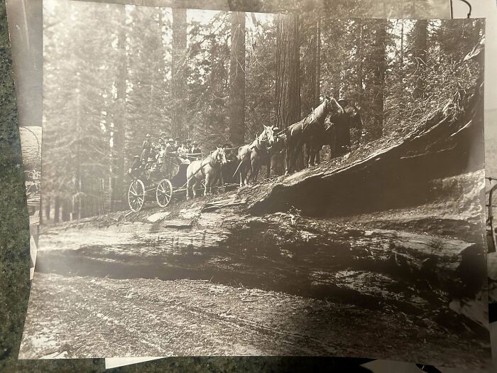 Black and white historical photo of people sharing found photos while riding a horse-drawn carriage through the forest.