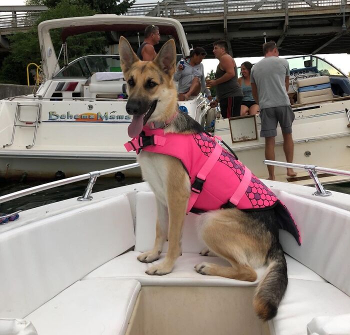 German shepherd wearing a pink life jacket on a boat enjoying a summer day, ensuring a pet’s best and most spoiled summer life.
