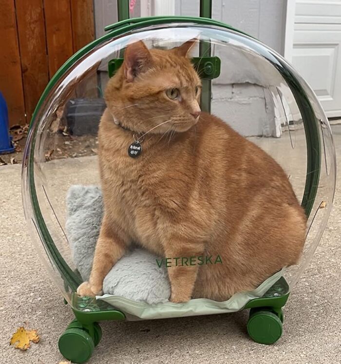 Orange tabby cat sitting comfortably in a clear pet carrier, enjoying a spoiled summer with cozy bedding.