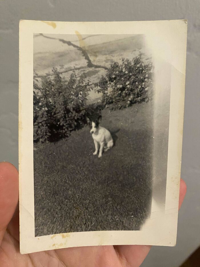 Hand holding a vintage black and white photo of a dog sitting on grass, people share found photos moment.