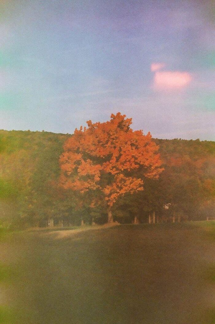 Tree with orange leaves standing alone in a field with hills in the background in a peaceful found photo.