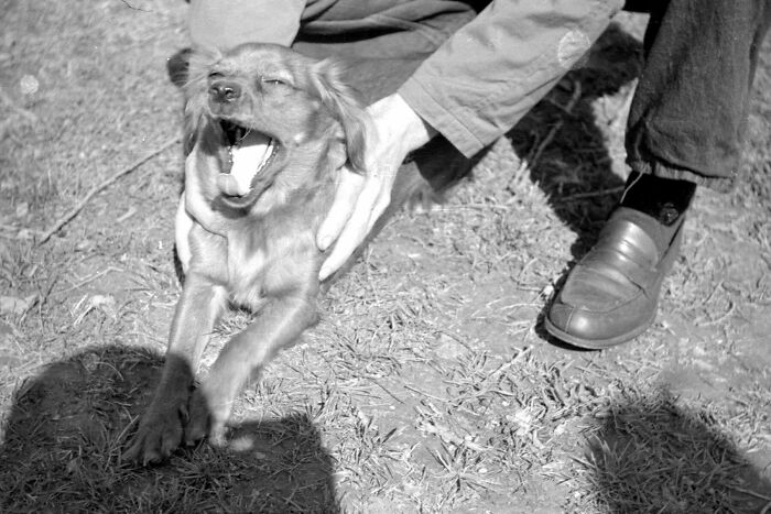 Person holding a small dog yawning outdoors on grass, capturing a candid moment from found photos shared by people.