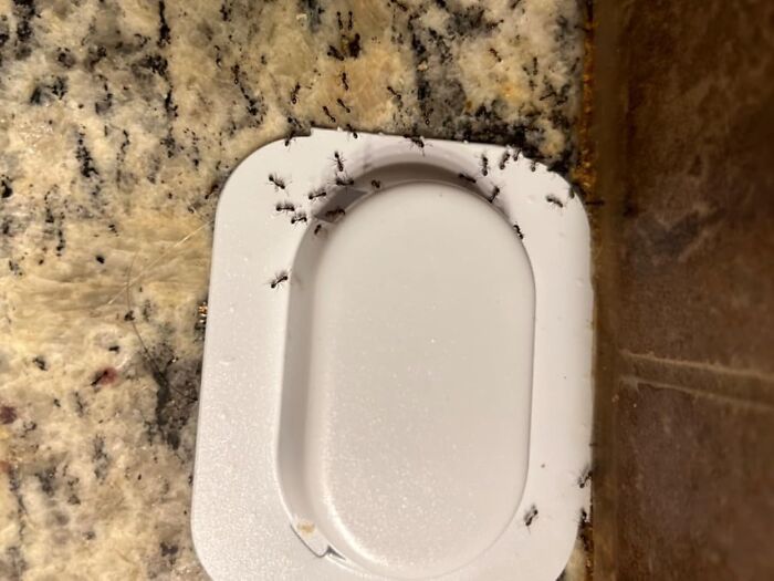 Small black ants swarming around a white Amazon movers and shakers product on a kitchen counter.