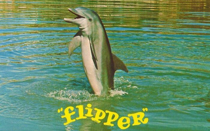 Classic nostalgic photo of Flipper the dolphin jumping out of the water in a vintage setting from old TV shows.