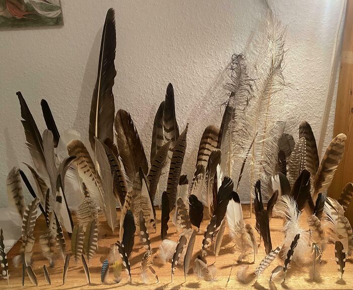 A unique feather collection displayed in a home, showcasing various sizes and patterns of natural feathers.