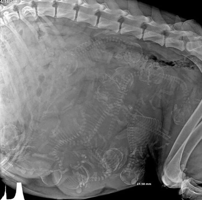 X-ray revealing developing skeletons inside a pregnant animal, showcasing fascinating pictures for curious minds studying the world.