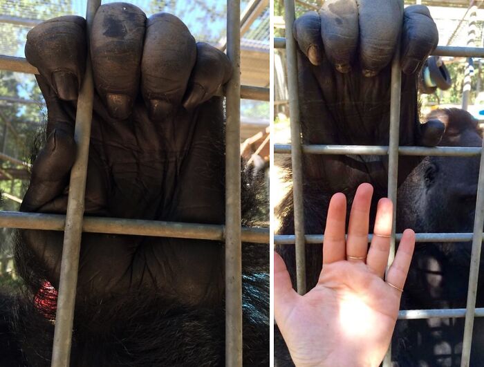 Comparison of a gorilla hand and a human hand side by side behind metal bars, showcasing fascinating pictures for curious minds.