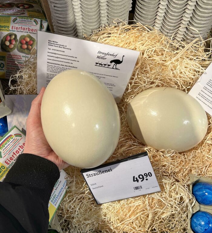 Ostrich eggs displayed for sale with price tag, illustrating fascinating pictures for curious minds learning about the world.