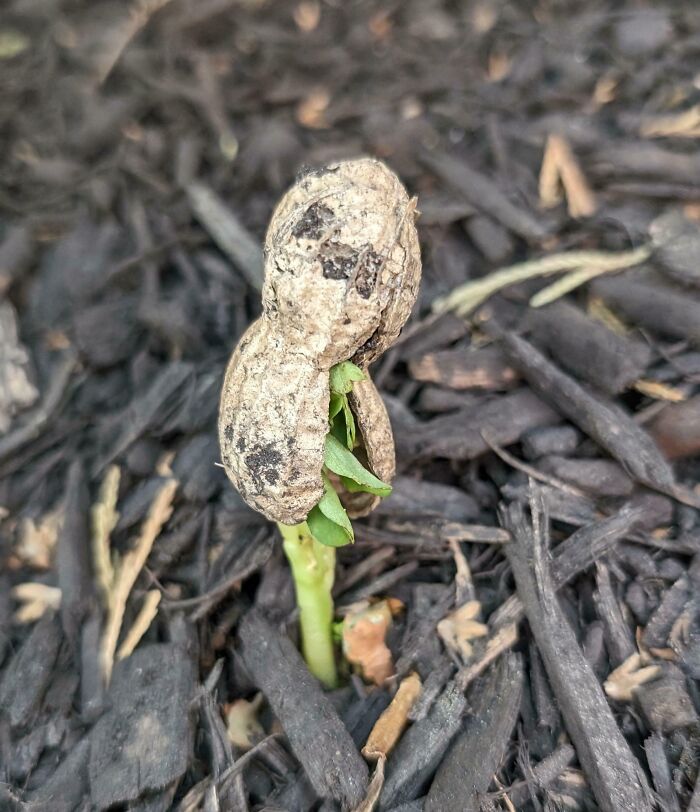 Peanut sprouting from soil surrounded by mulch, showing a fascinating natural growth process for curious minds.