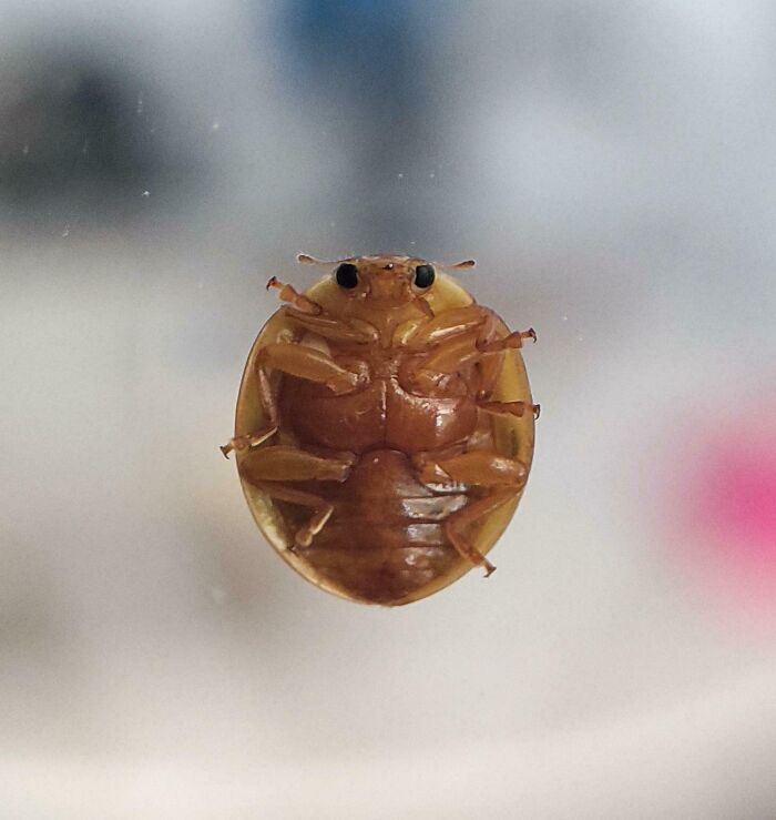 Close-up of a brown beetle on glass, one of the fascinating pictures for curious minds wanting to learn more about the world.