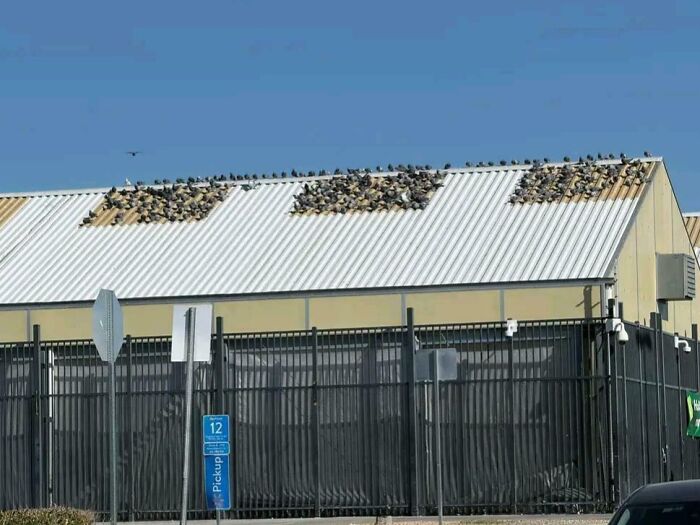 Large group of birds perched on a metal roof above a fenced area in a clear sky, illustrating fascinating pictures for curious minds.