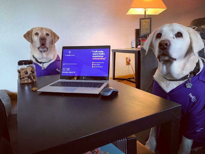Two dogs wearing FedEx shirts sitting at a table with a laptop, illustrating funny work-from-home memes.