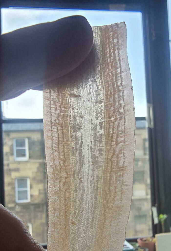 Thin translucent strip held up against window light, an interesting thing requiring a double take to realize its true nature.