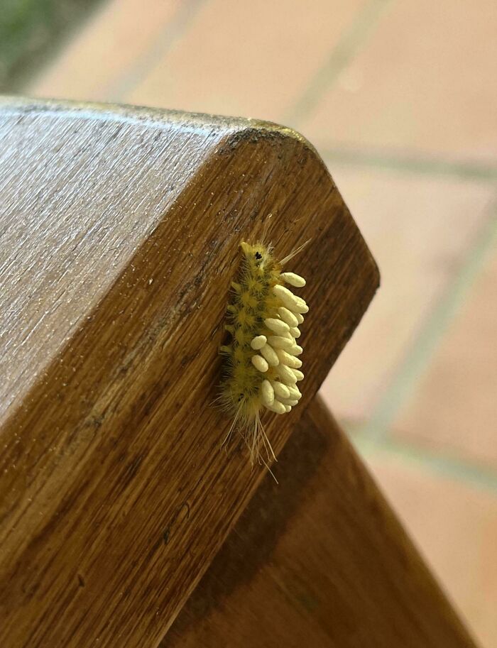 Close-up of an unusual caterpillar covered with white eggs on a wooden surface, an interesting thing to double take.