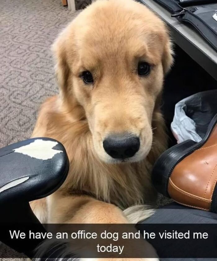 Golden retriever office dog visiting, cute dog meme capturing the heartwarming moment with an adorable pupper in the office setting