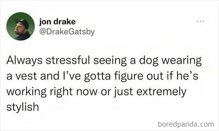 Tweet about the stress of seeing a dog in a vest and wondering if the dog is working or just stylish, dog memes humor.