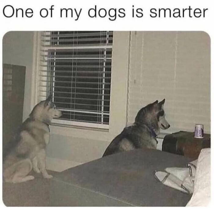 Two dogs indoors, one looking out a window with open blinds, the other facing a closed blind, capturing a funny dog meme moment.