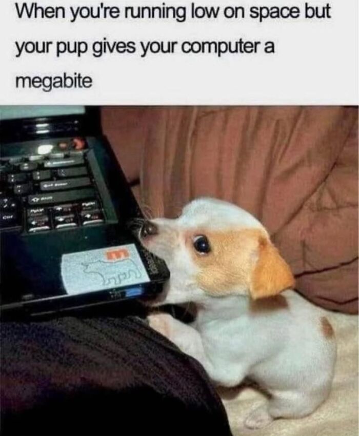 Small dog biting the edge of a laptop with text about running low on space and pup giving a computer a megabyte in dog memes.