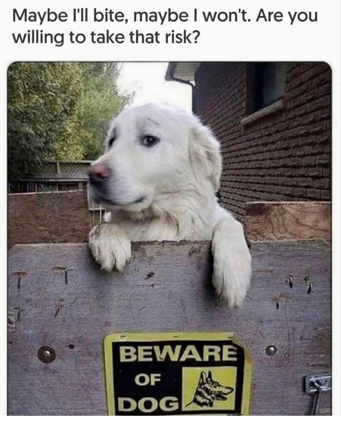 A large white dog peeking over a gate with a Beware of Dog sign, captioned with a humorous warning about biting risk.