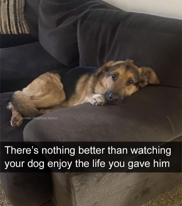 German Shepherd lying on a couch with a caption about enjoying life, illustrating heartwarming dog memes.