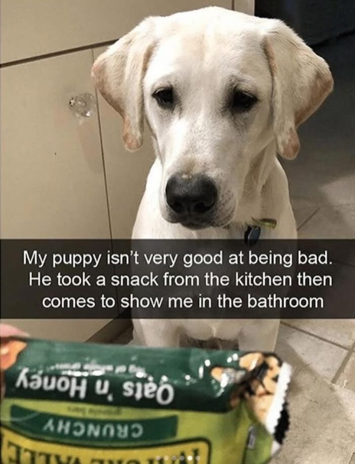 Sad-looking yellow labrador puppy with a snack bag, illustrating relatable dog memes for dog lovers and pupper enthusiasts.