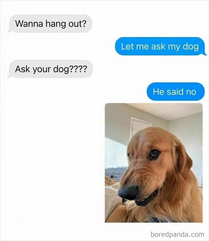 Text message exchange about asking a dog to hang out paired with a photo of a golden retriever, dog memes.