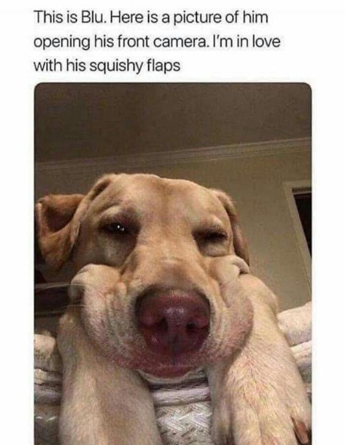 Close-up of a dog with squished cheeks and floppy ears, showcasing cute dog memes that make you want to hug your pupper.