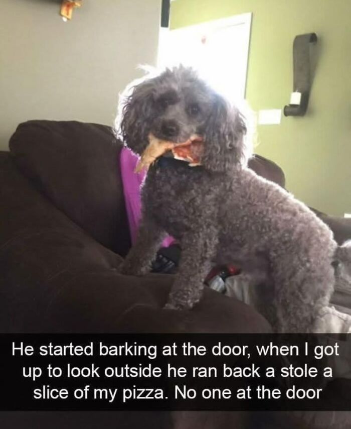 Small curly dog standing on couch with pizza slice in mouth, a funny moment from popular dog memes collection.