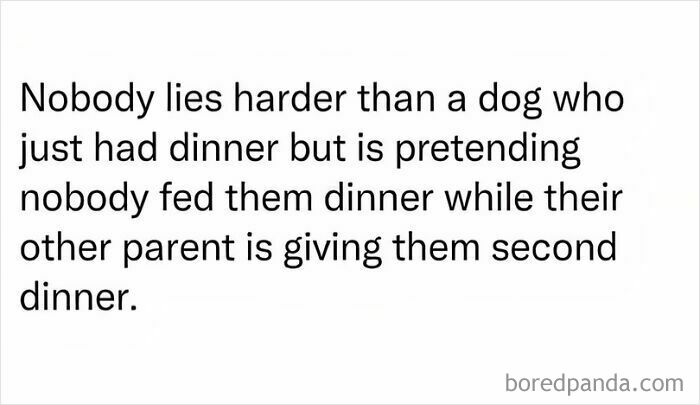 Text meme about a dog lying about dinner, featured among popular dog memes to hug your pupper immediately.