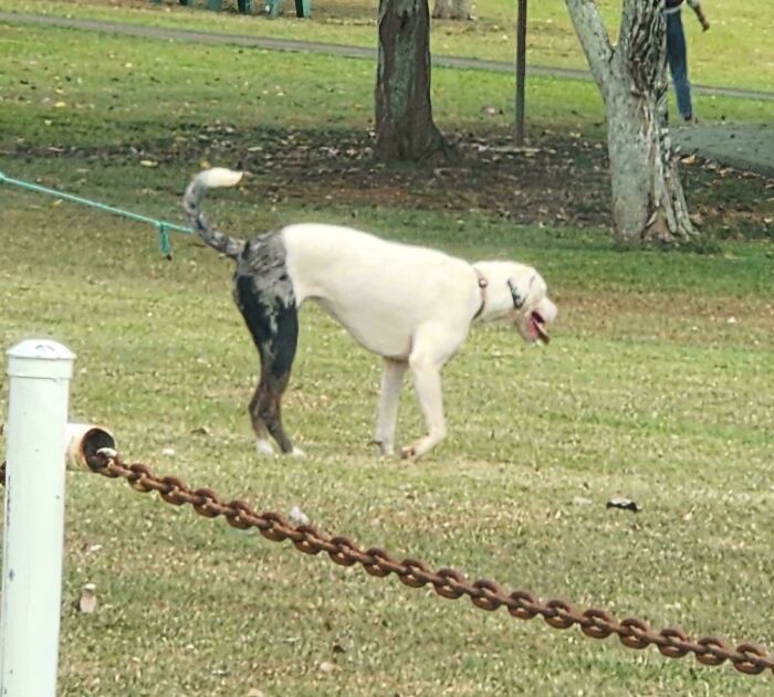Dog with black and white markings creating an optical illusion, one of the interesting things that require a double take to realize.