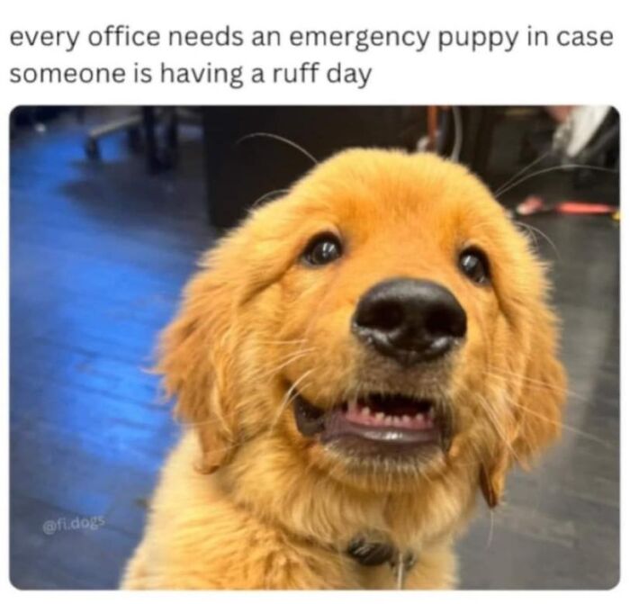 Golden retriever puppy looking up with a happy expression, illustrating dog memes that make you want to hug your pupper.