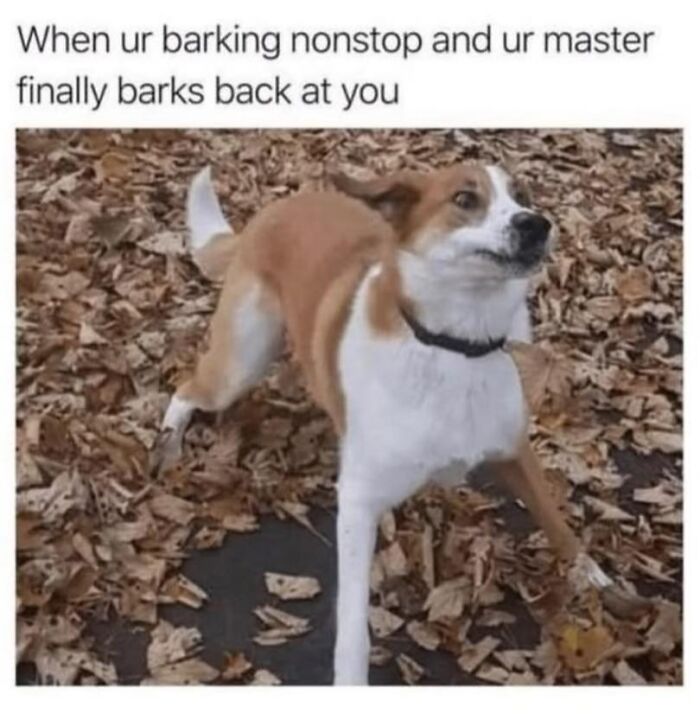 Dog meme showing a surprised dog standing in dry leaves with caption about barking nonstop and master barking back.