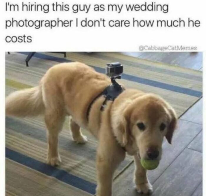 Golden retriever wearing a camera harness with a tennis ball in its mouth, a funny dog meme about pet photography.