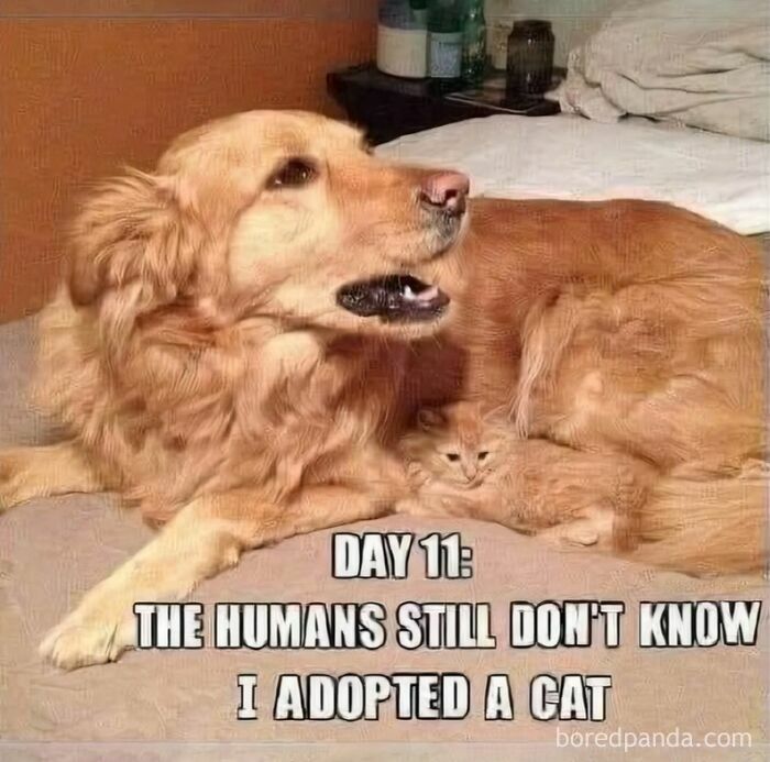 Golden retriever lying on bed with a small cat, a funny dog meme about adopting a cat together.