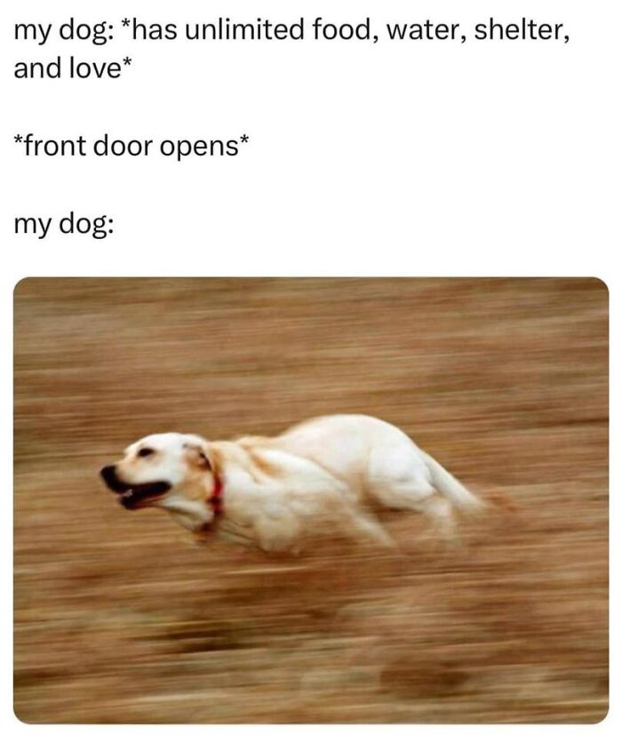 Blurry image of a happy dog running fast outside, capturing a moment from popular dog memes about playful puppies.