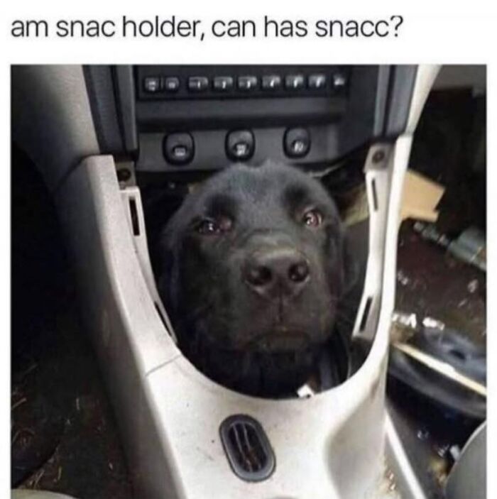 Black dog resting its head inside a car’s center console with a humorous caption about being a snack holder.