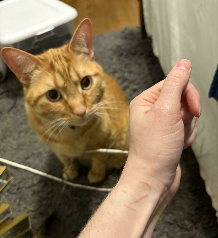 Orange cat sitting on carpet looking up at a person’s hand in an interesting things double take photo.