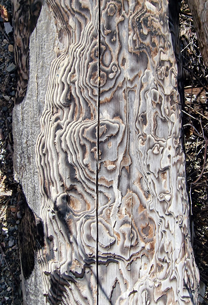 Close-up of wood with intricate patterns carved by insects showing interesting things that required a double take to realize.