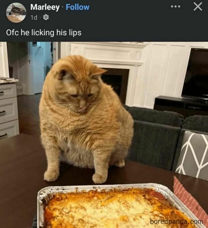 Chubby orange cat licking lips while eyeing a cheesy baked dish, capturing a funny mocking posts joke moment.