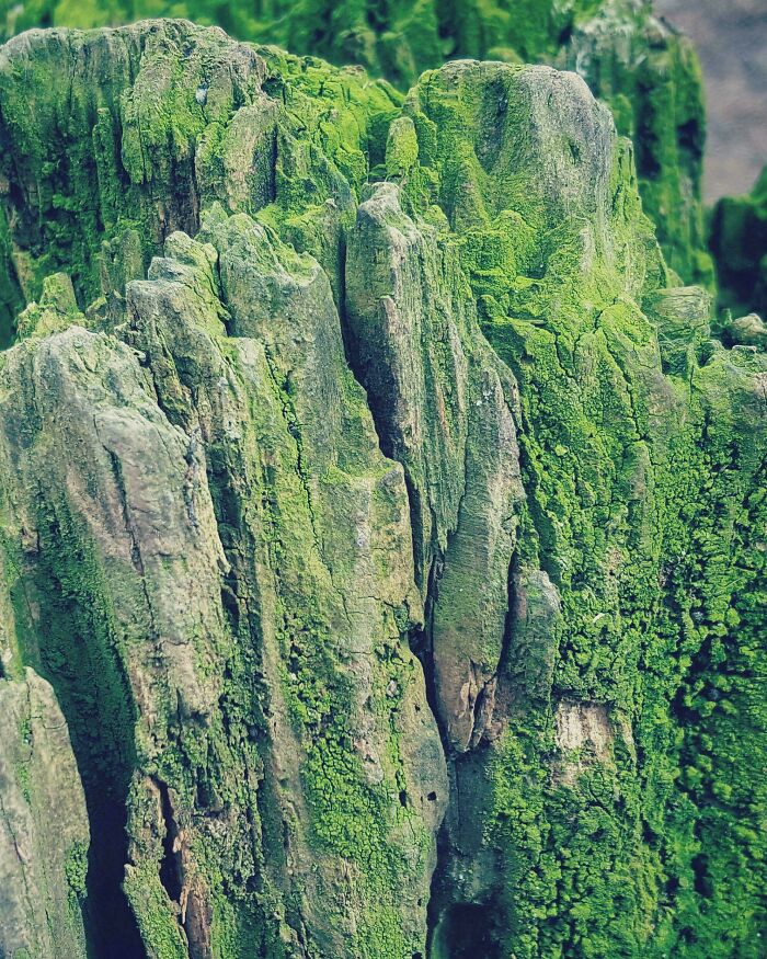 Close-up of moss-covered wood texture showing interesting things that require a double take to realize what it really is.