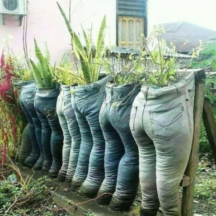 Creative DIY project using old jeans repurposed as unique planters in an outdoor garden setting.