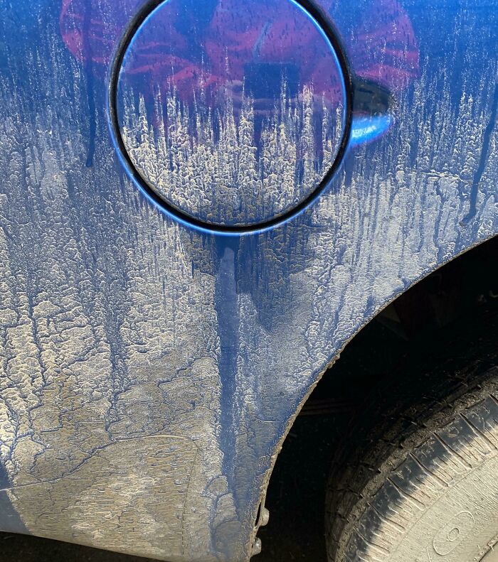 Close-up of a dirty blue car with mud streaks resembling a forest, an interesting thing requiring a double take.