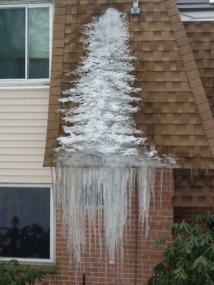 Icicles formed on a roof that resemble a snow-covered Christmas tree, an interesting thing requiring a double take.