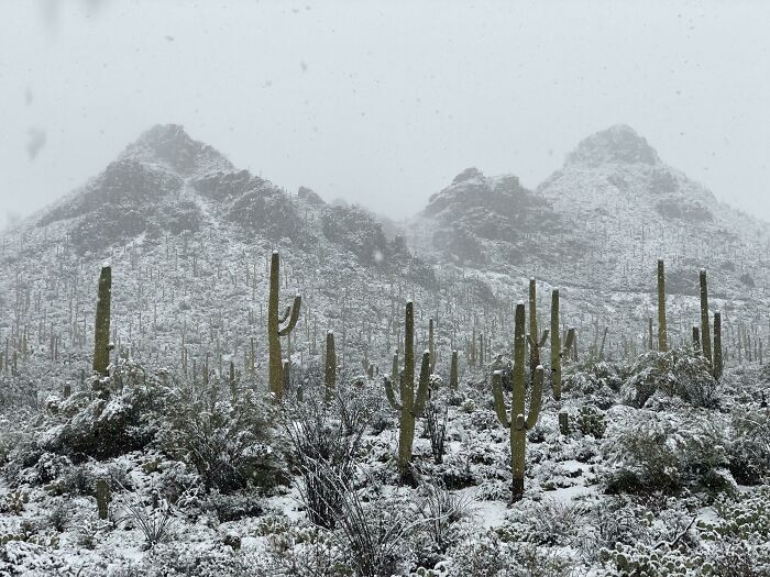 Snow falling on towering cacti and desert plants with rugged mountains in the background capturing rare natural phenomena.
