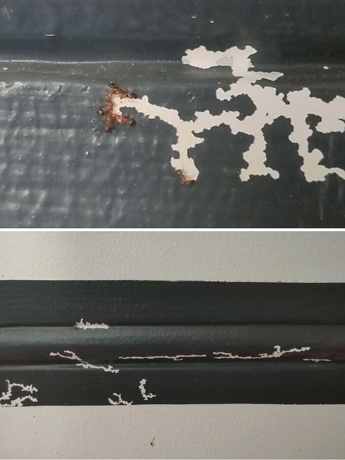 Close-up of ants damaging black paint on a wall surface, illustrating what ruined their mood for mildly infuriated people.