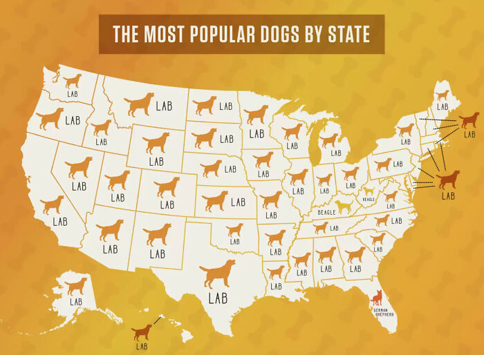 Map showing the most popular dog breeds by state in America, highlighting Labrador as the top choice in most states.