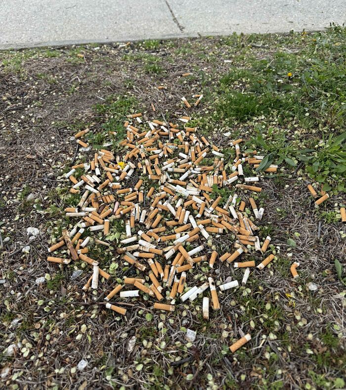 Large pile of cigarette butts scattered on dirt and grass, an example of what mildly infuriated people shared that ruined their mood
