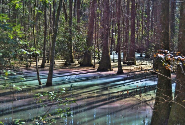 Sunlight casting colorful rays through trees over a swamp, capturing rare natural phenomena in a forest setting.