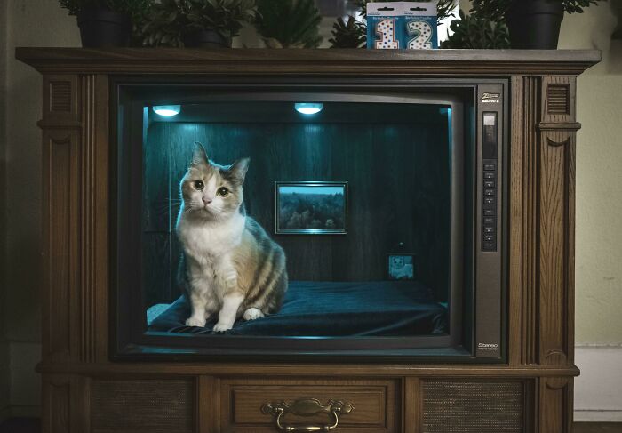 Cat sitting inside an old TV converted into a cozy space, showcasing clever ways people solved overlooked issues.