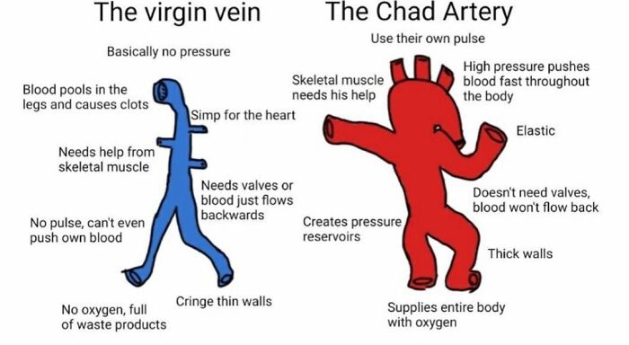 Cartoon comparing the virgin vein and Chad artery with labels illustrating key medical school memes for future doctors.